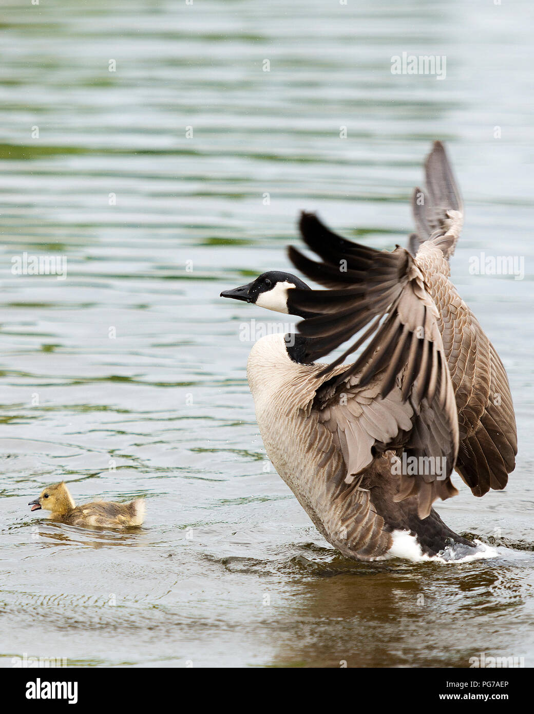 Canadian Geese mother protecting her young. Stock Photo
