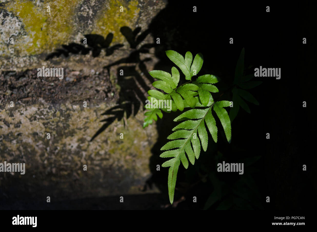 an abstract compositon of a fern growing on the rocks Stock Photo