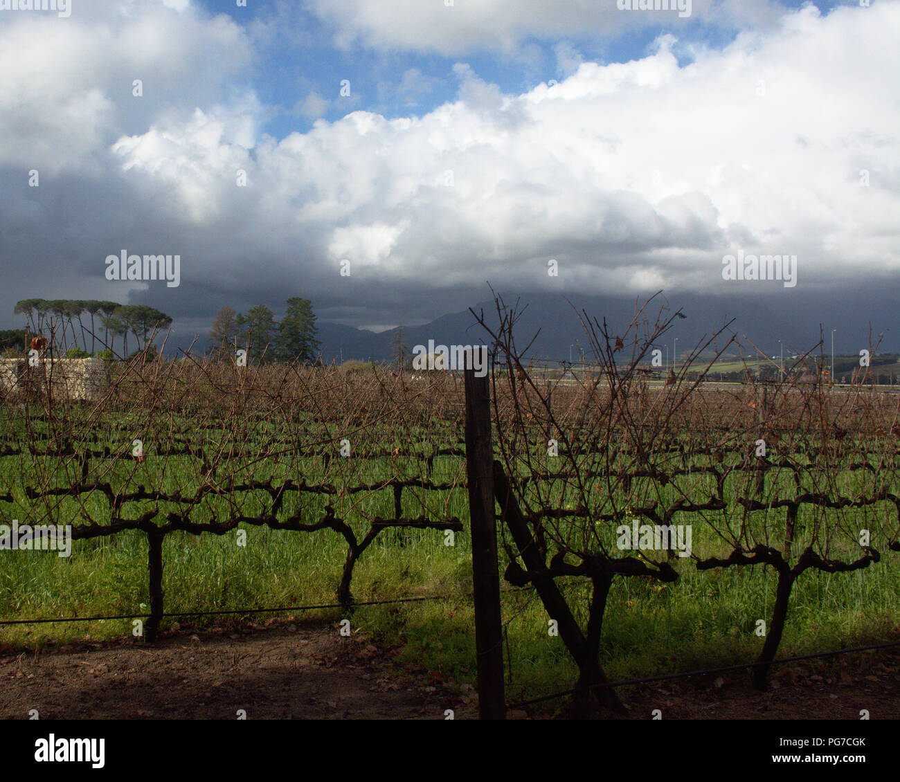 South African Vineyard Stock Photo