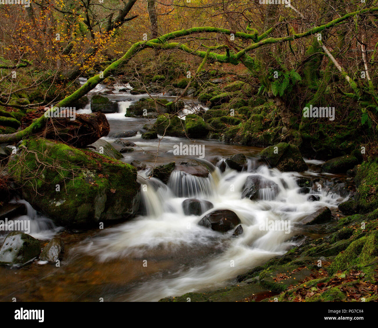 River and trees in autumn colours, Aira Force, Lake District, England Stock Photo