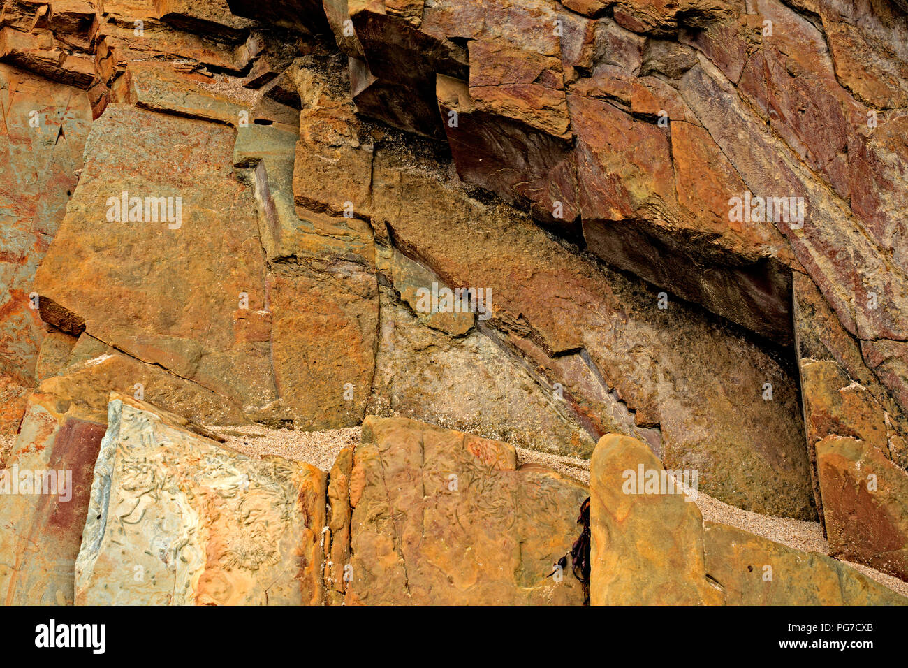 Details of patterns and colours in rock, with fossil remains at Dingle, Ireland Stock Photo