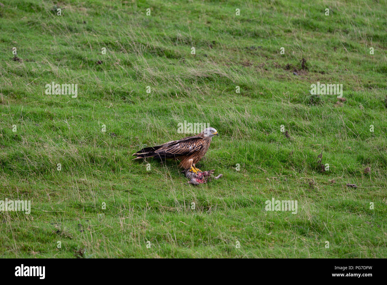 Red kite eating the remains of a dead rabbit. Stock Photo