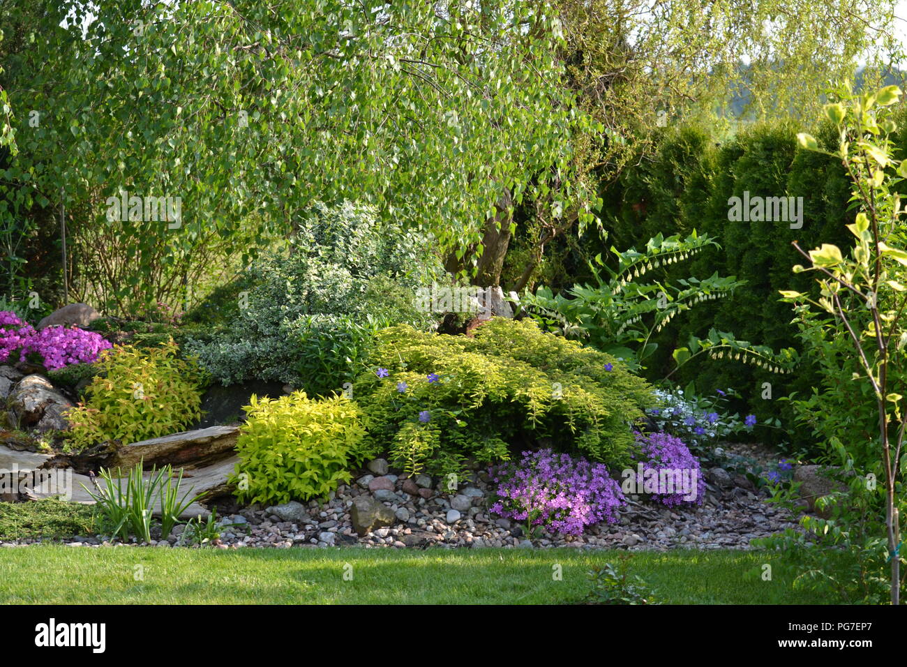 A naturalistic spring garden under the birch Stock Photo