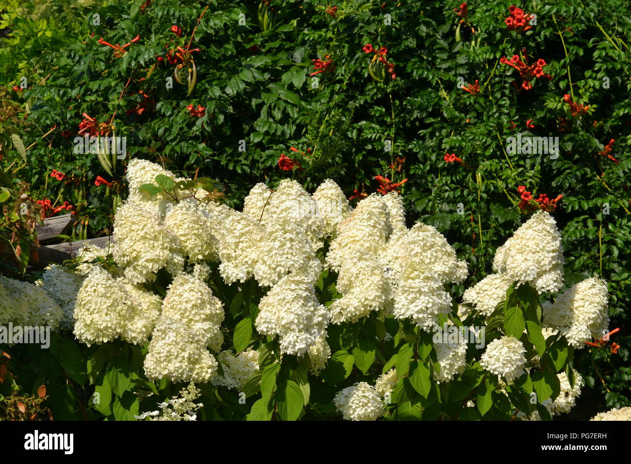 Wite hydrangea paniculata and ampsis (trumpet creeper, trumpet vine) Stock Photo