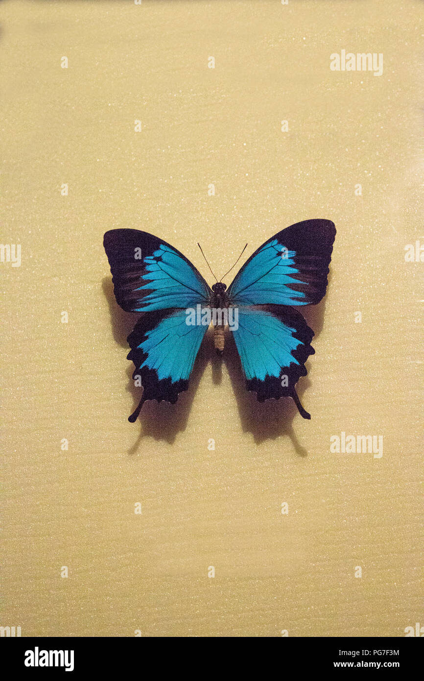 Papilio ulysses autolycus hires stock photography and images Alamy