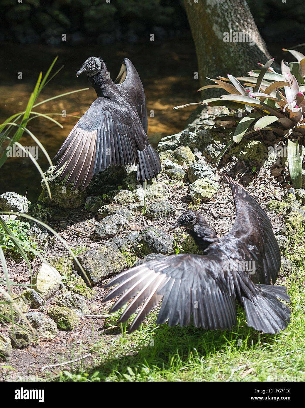 Black Vulture couple with their spread wings enjoying their environment and surrounding Stock