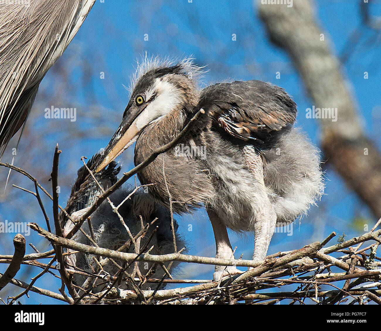 Blue Heron Bird Babies On The Nest With A Bokeh Background Stock Photo Alamy