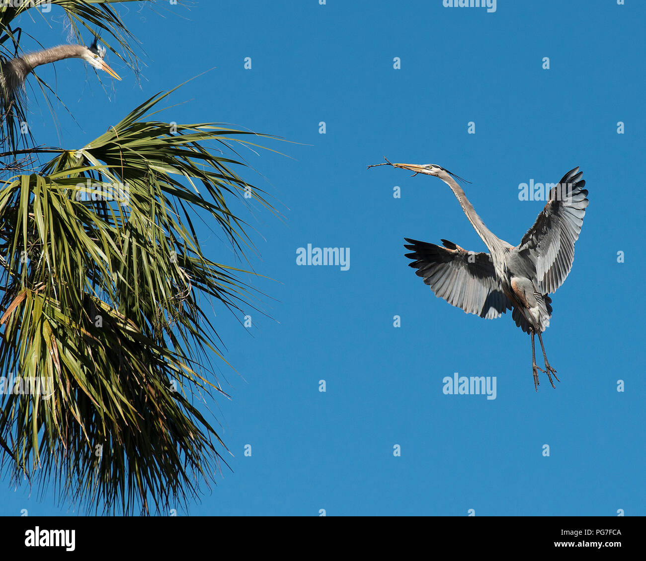 Blue Heron bird flying with a branch to build his nest with a bleu sky background . Stock Photo
