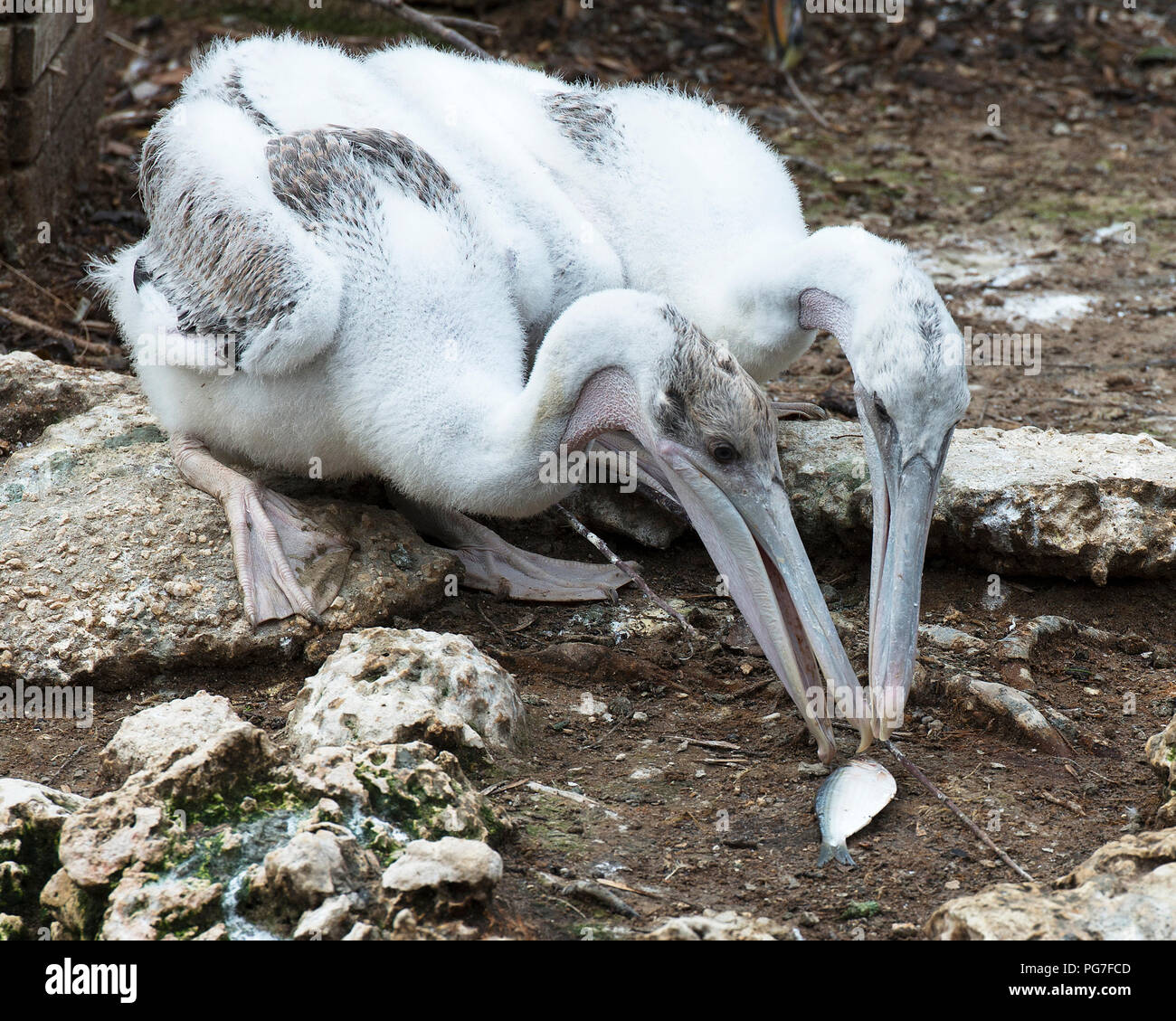 Brown pelican bird baby eating a fish with a close-up profile view in their environment and surrounding. Two Brown pelican bird babies. Stock Photo