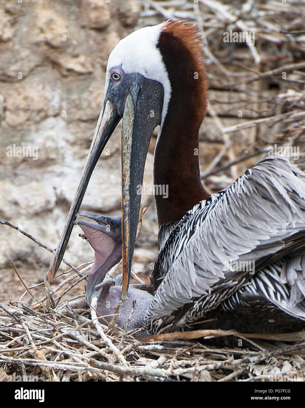 Mother Pelican With Baby Bird High Resolution Stock Photography And Images Alamy Mother Pelican With Baby Bird High Resolution Stock Photography And Images Alamy