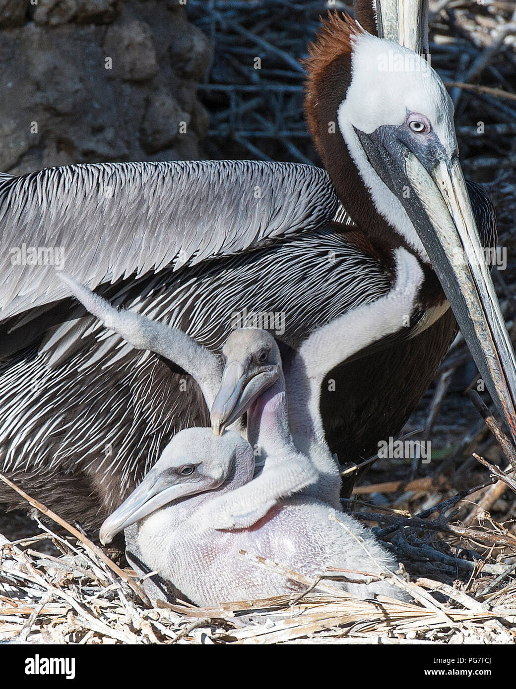 Baby Pelican High Resolution Stock Photography And Images Alamy Baby Pelican High Resolution Stock Photography And Images Alamy