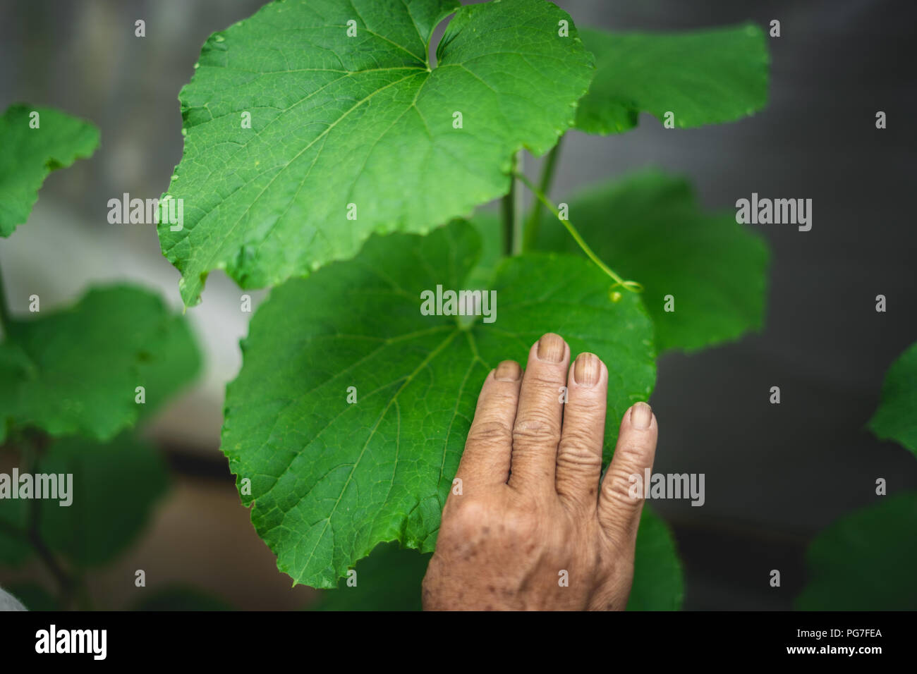 Melon tree Growing In the greenhouse Stock Photo Alamy