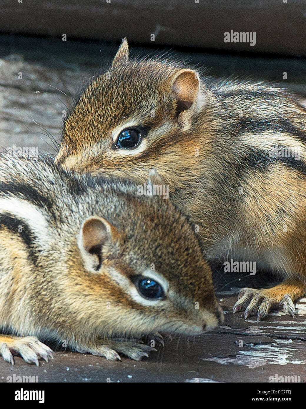 Chipmunk animal babies exposing their bodies, head, eye, nose, ears, paws, in its environment and surrounding. Beautiful baby chipmunks. Stock Photo