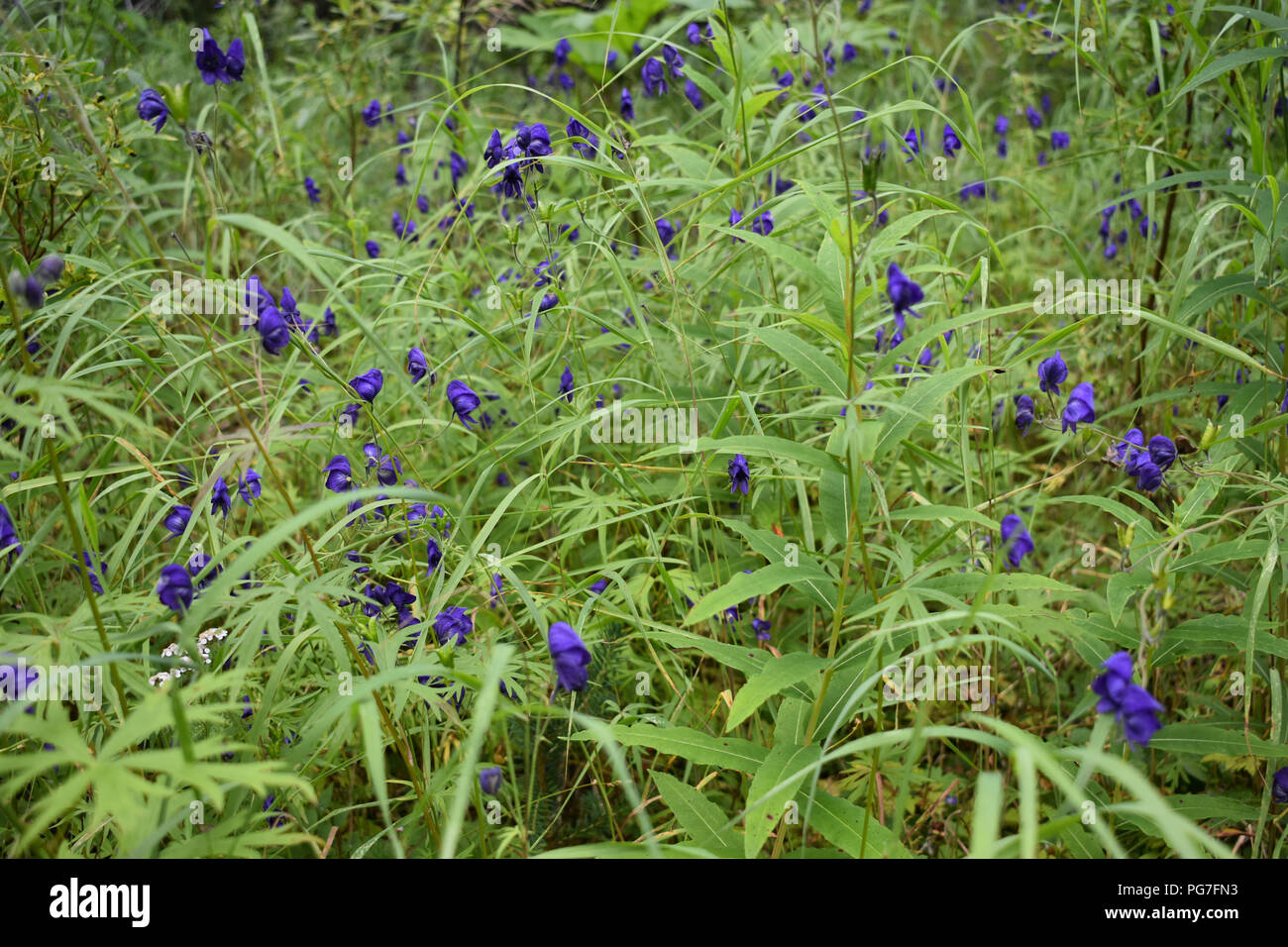Wildflowers of Alaska Stock Photo Alamy