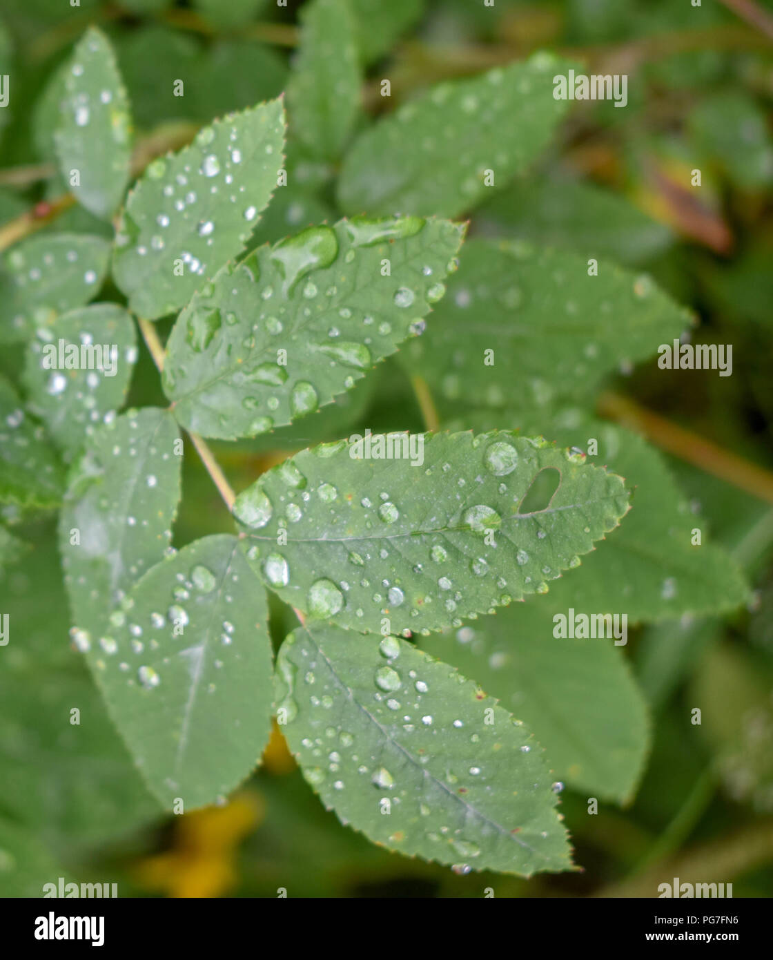 Leaves with dew drops hi-res stock photography and images - Alamy