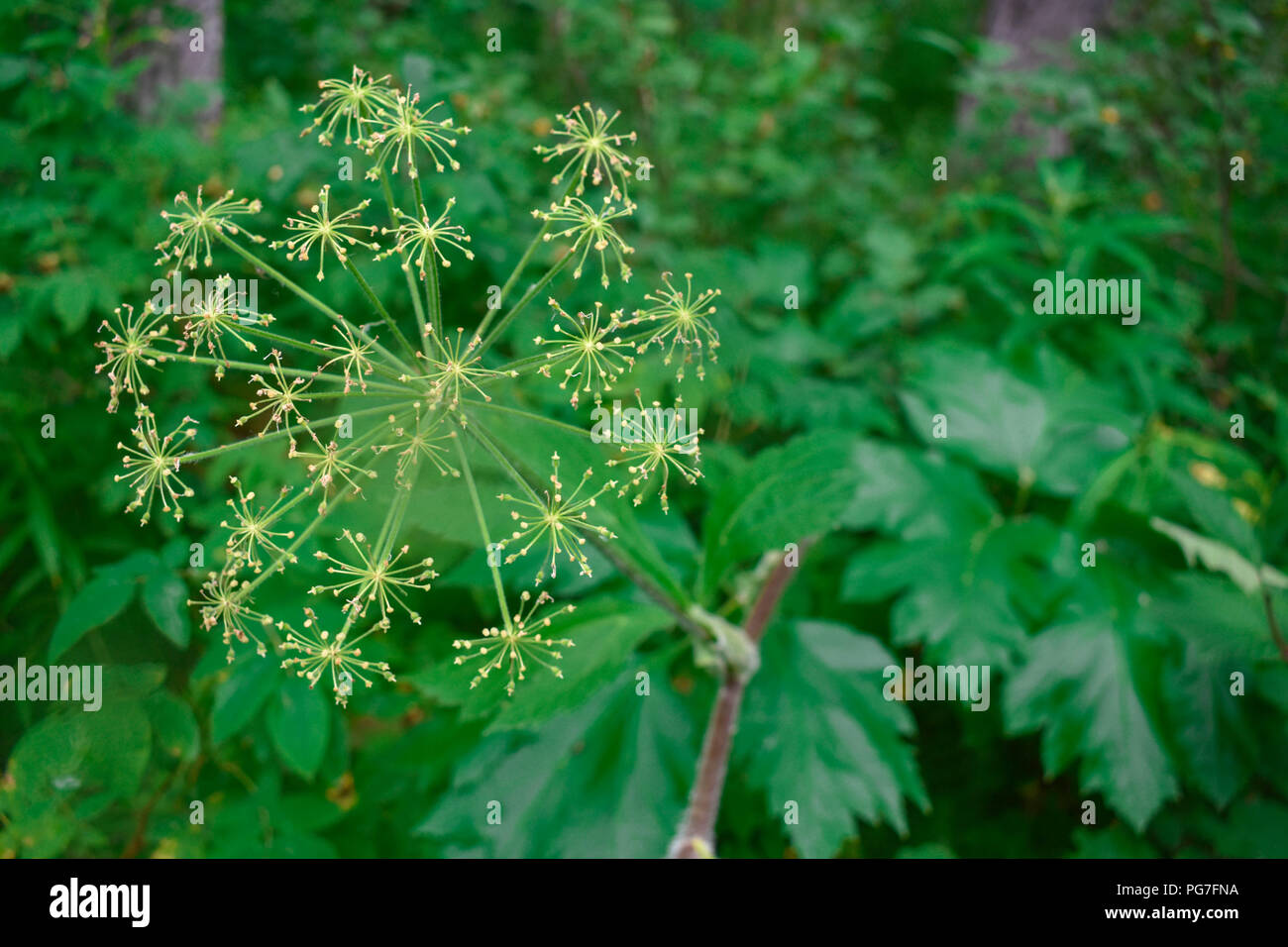 Wildflowers of Alaska Stock Photo Alamy