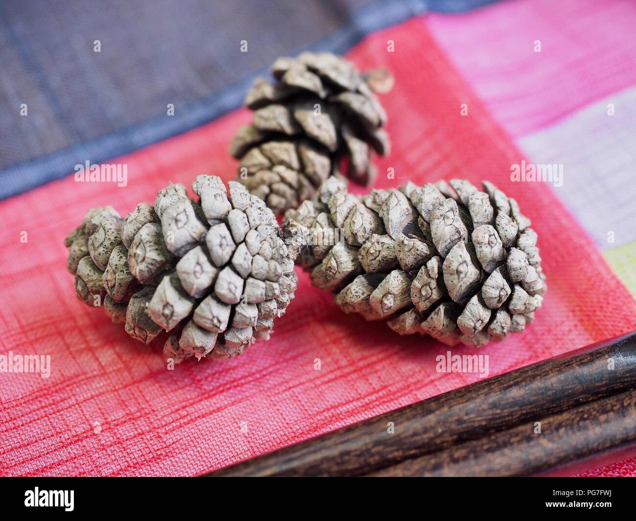 Korea's Small Pine Cones Stock Photo by ©hssbb79 210101936