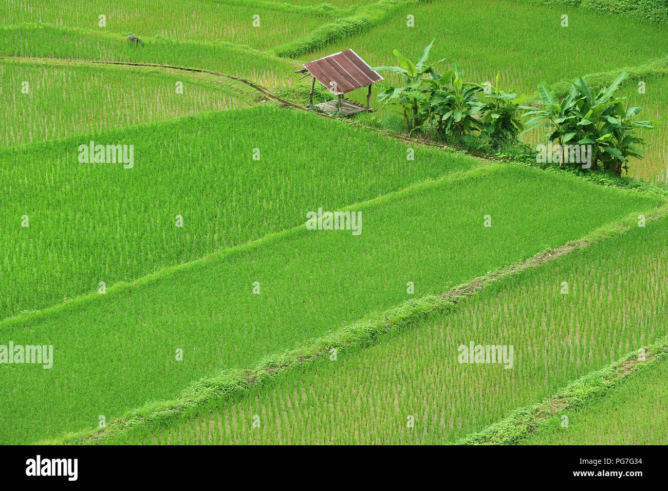 Stunning Lush Rice Fields in the Rainy Season of Nan Province, Northern ...