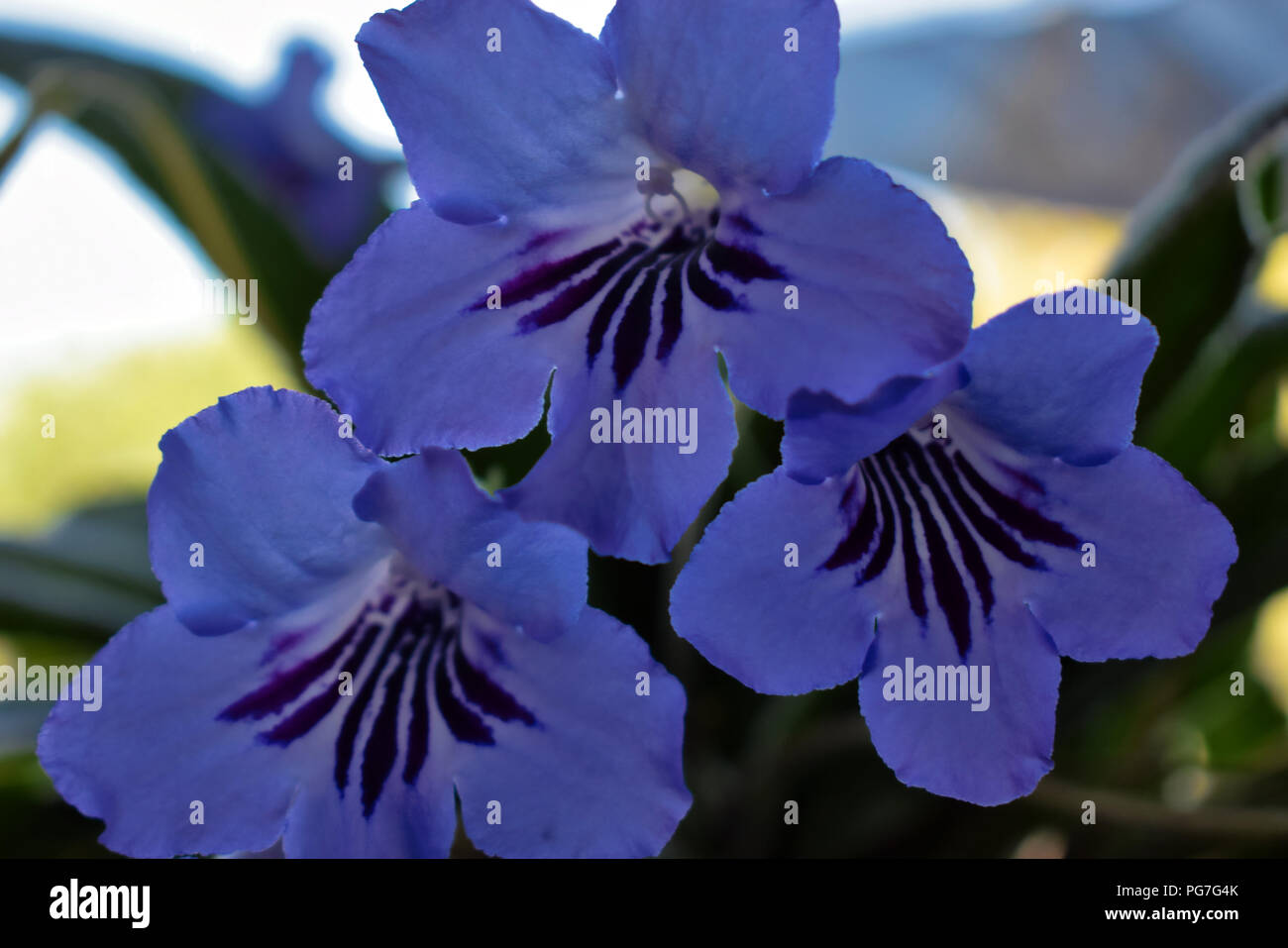 Brilliant Blue flowering house plant Stock Photo