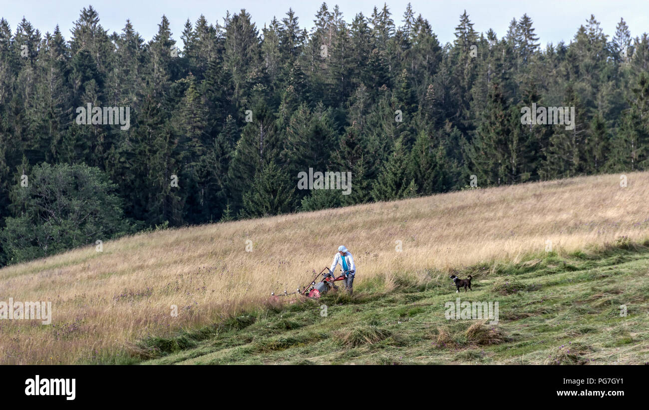 TARA National Park, Western Serbia, July 2018 - Man with his dog mowing grass on steep slope Stock Photo