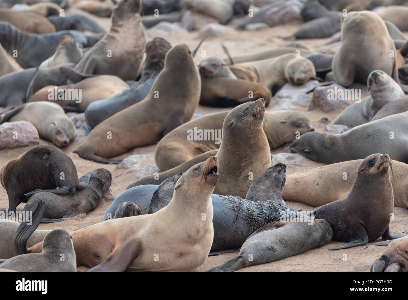 Many seals lying and sitting together on a sand beach with rocks, Skeleton Coast, Namibia Stock Photo