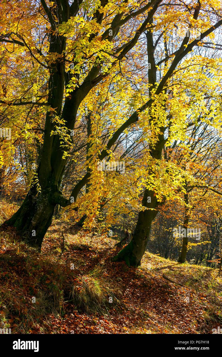 golden foliage in the forest. beautiful autumn scenery in a bright light. pleasant nature background Photo - Alamy