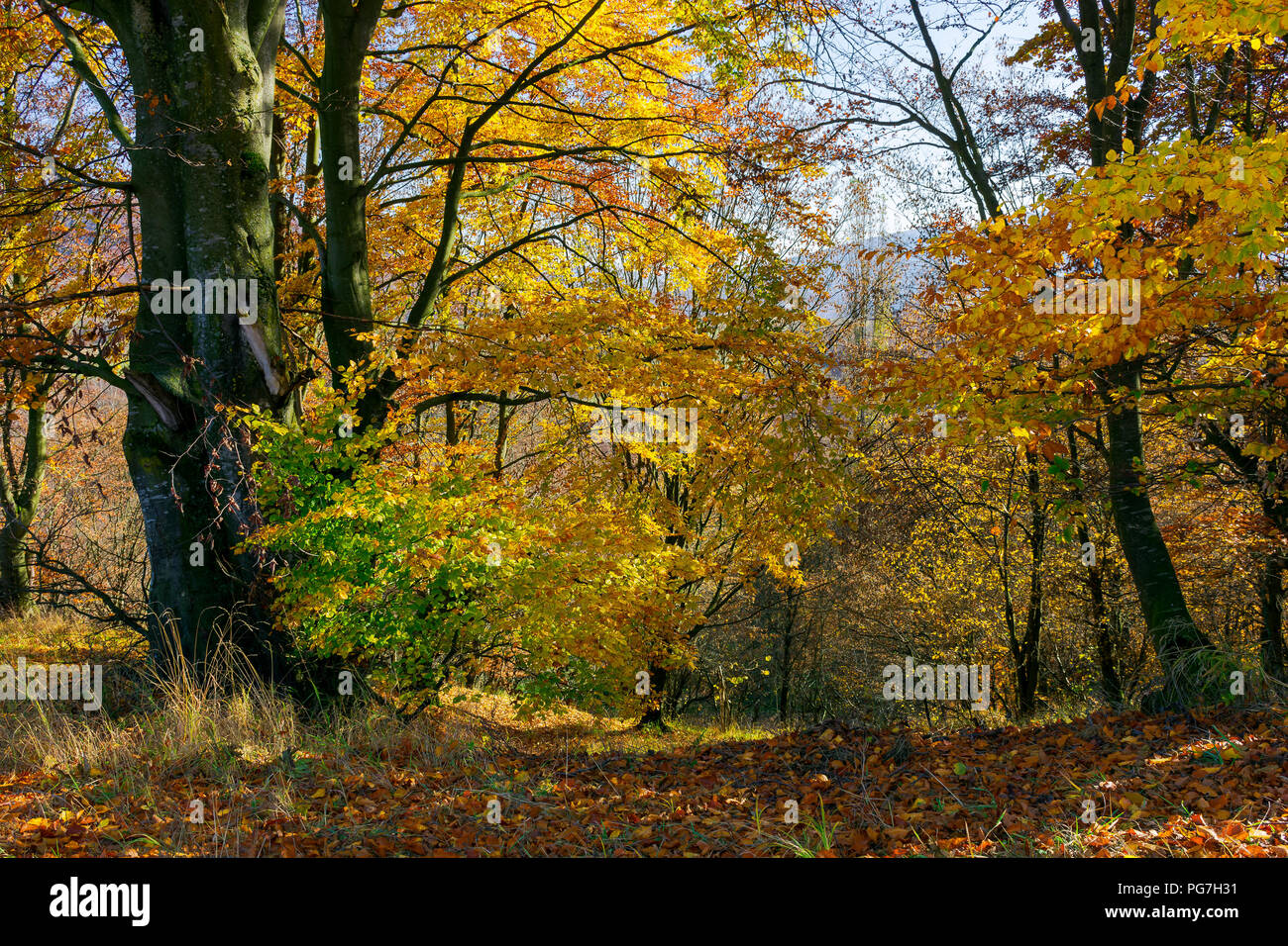 golden foliage in the forest. beautiful autumn scenery in a bright light. pleasant nature background Stock Photo