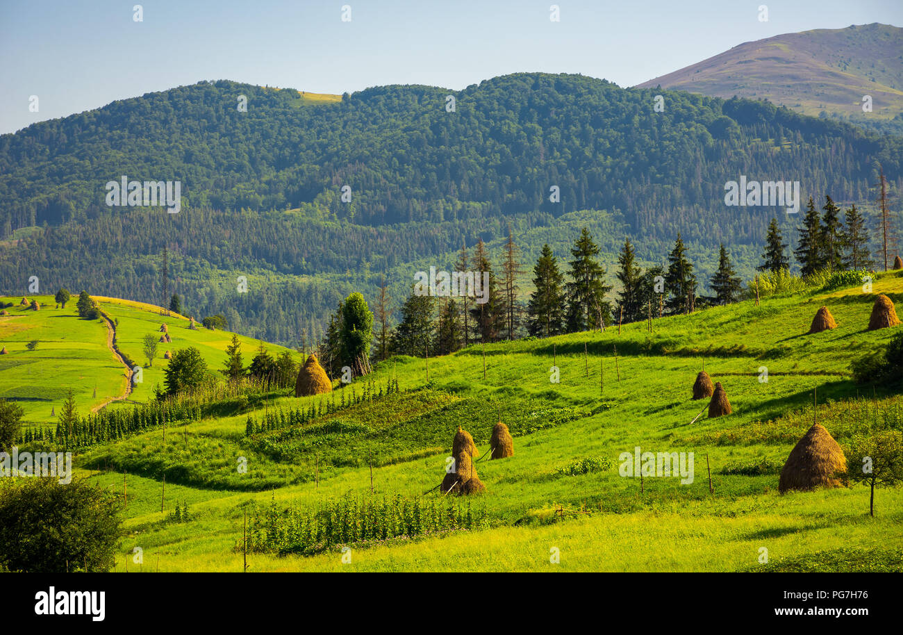 agricultural fields with haystacks on hills. beautiful summer scenery in mountains Stock Photo