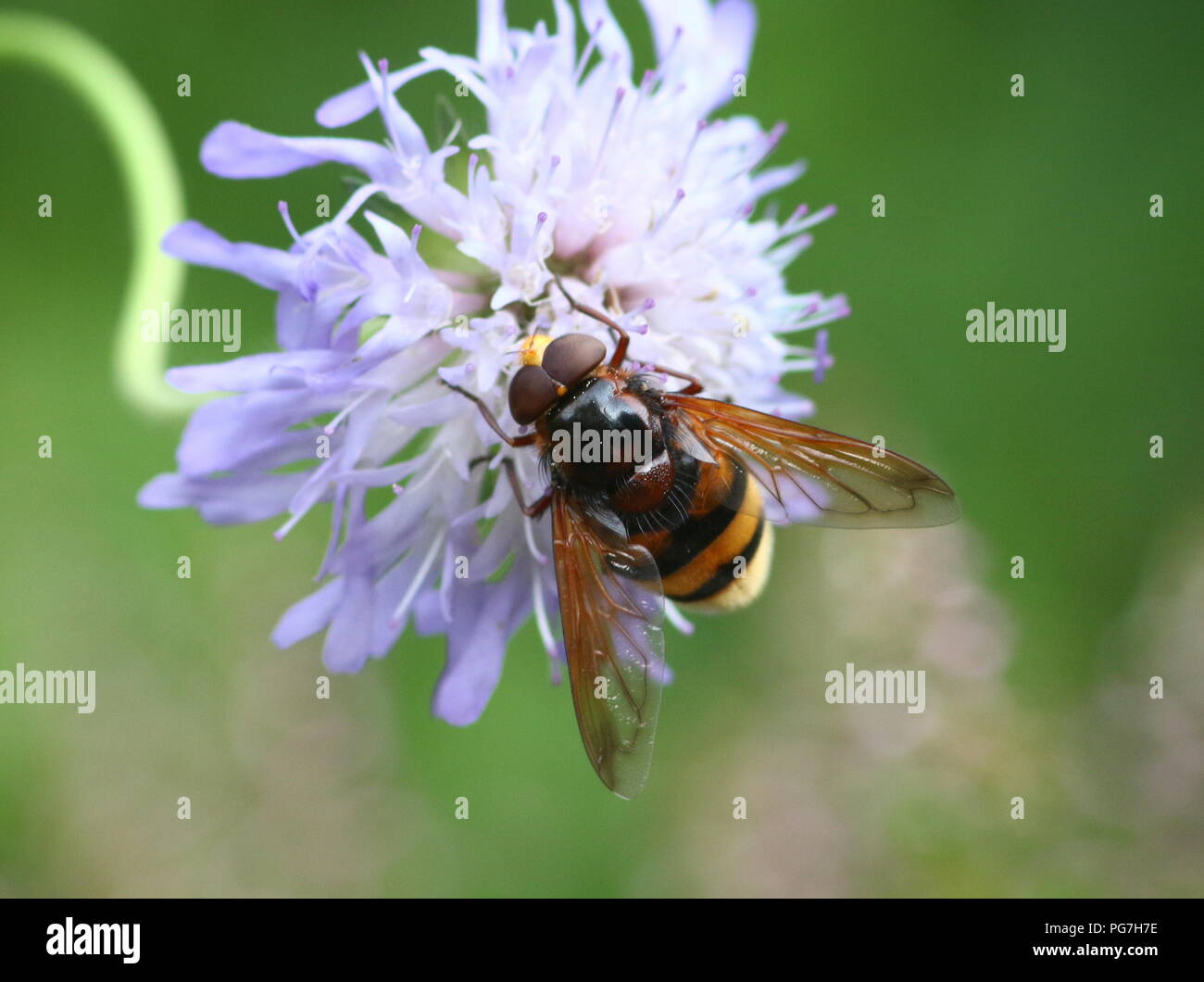 European Hornet mimic hoverfly (Volucella zonaria). Stock Photo