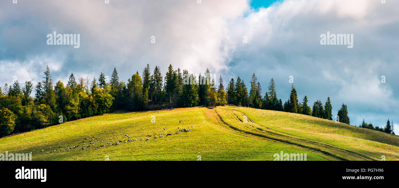 road uphill in to the forest. beautiful countryside panoramic scenery. herd of sheep grazing on the meadow. Stock Photo