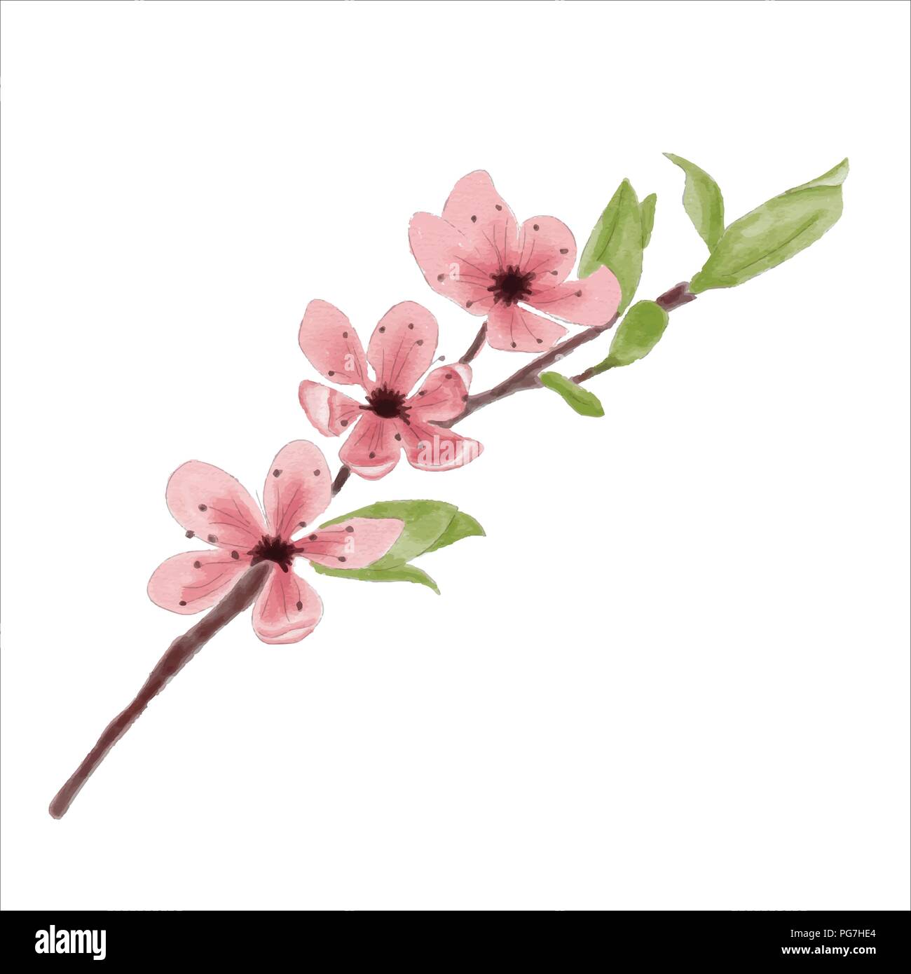 Watercolor cherry flower isolated on white background, vector format Stock Vector