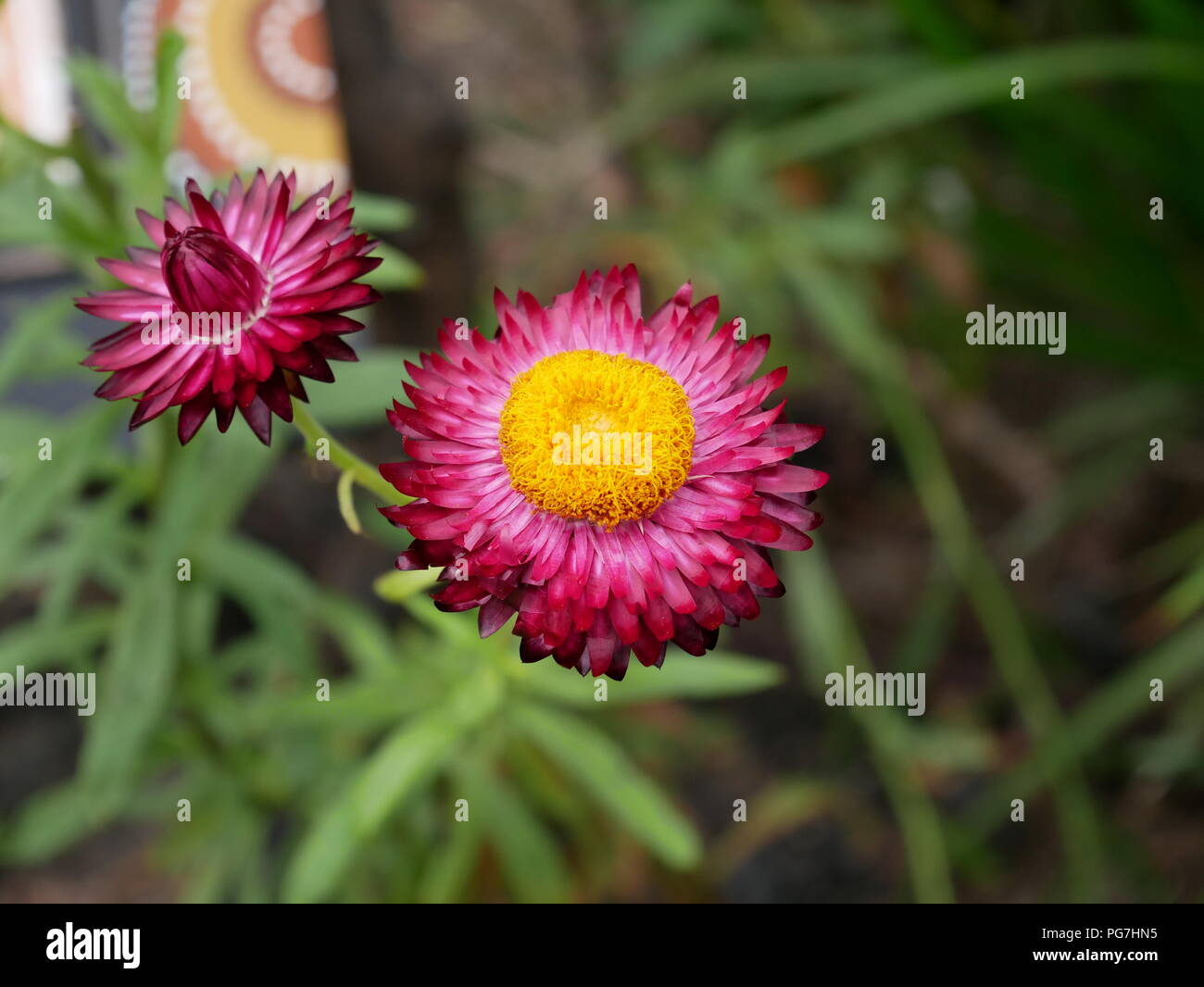 Australian native paper daisy at The Eden Project, Cornwall, England. Stock Photo