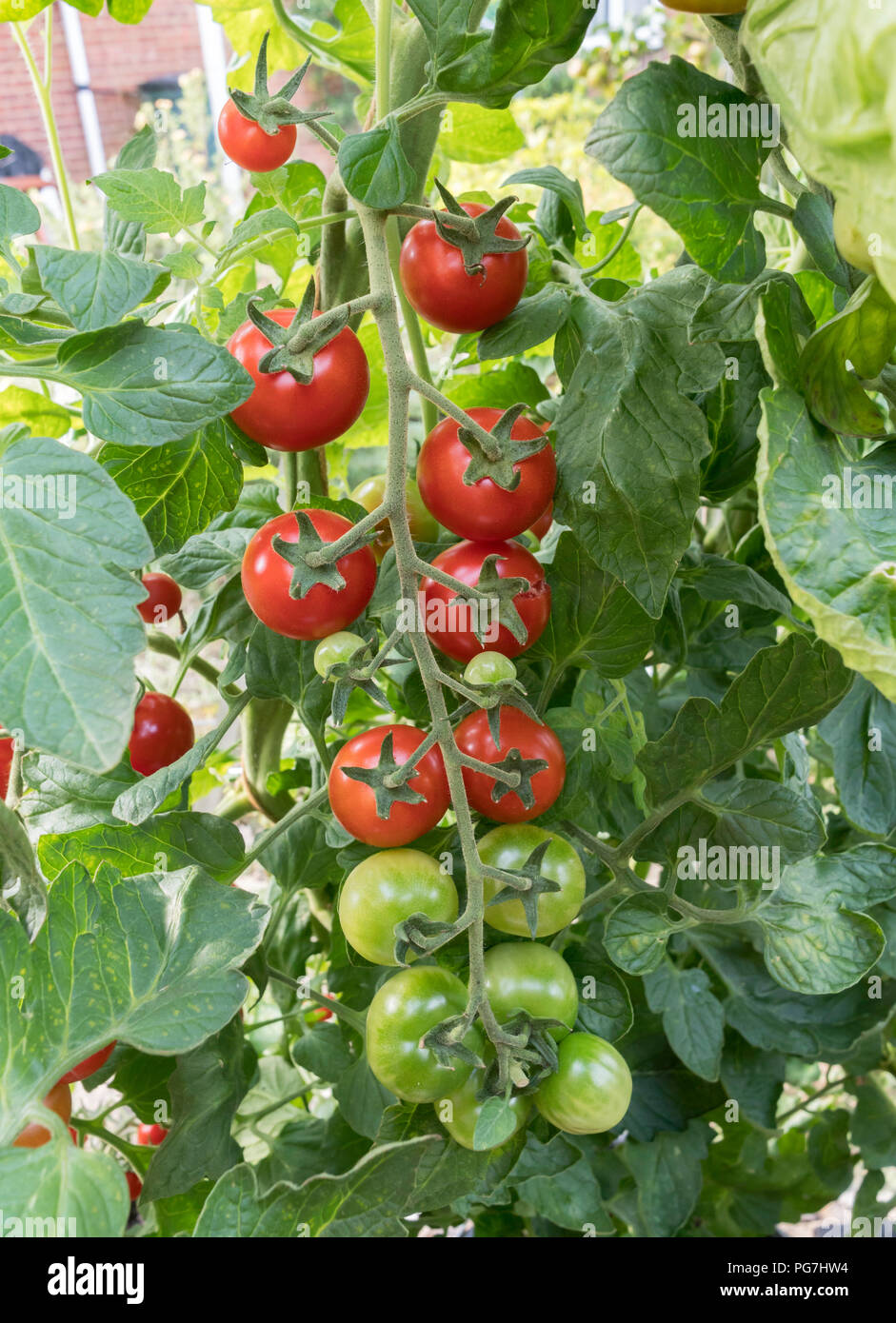 Tomato truss hires stock photography and images Alamy