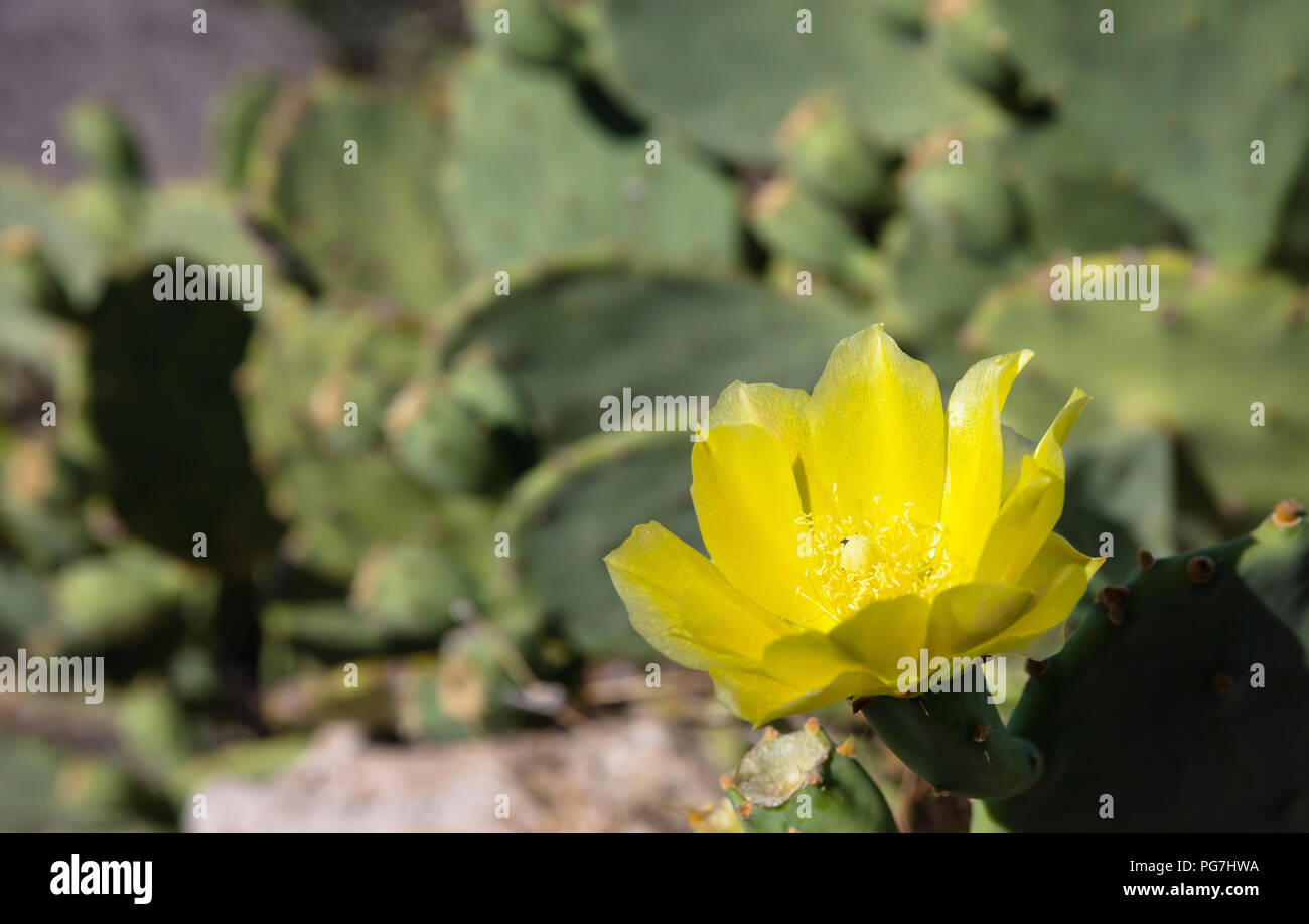 Close up of prickle pear cactus flower on a blurry background, wallpaper. Stock Photo