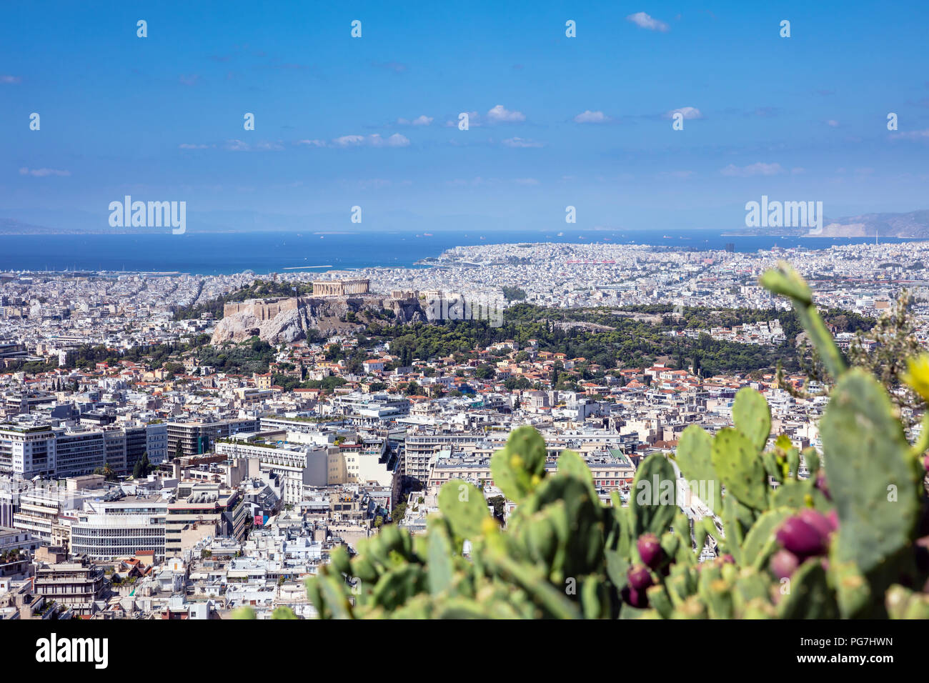 Panoramic aerial view of Acropolis of the city of Athens  in Greece with blurry prickly pear cactus in the foreground, view from Lycabettus hill. Stock Photo