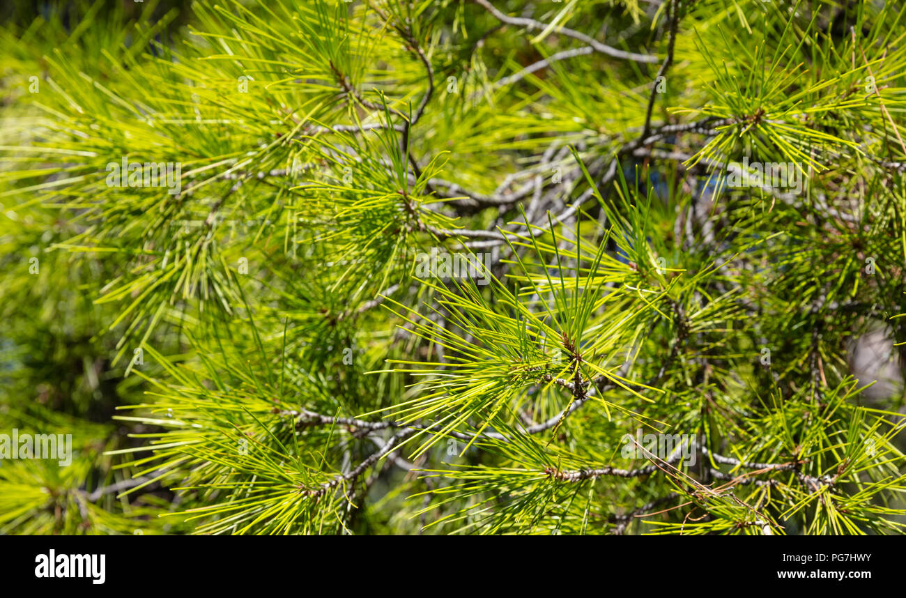 Close up view of a pine tree, wallpaper, background. Stock Photo
