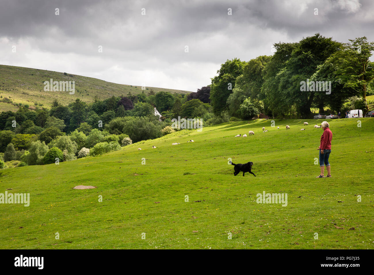 UK, England, Devon, Belstone village, woman exercising dog at edge of Dartmoor Stock Photo