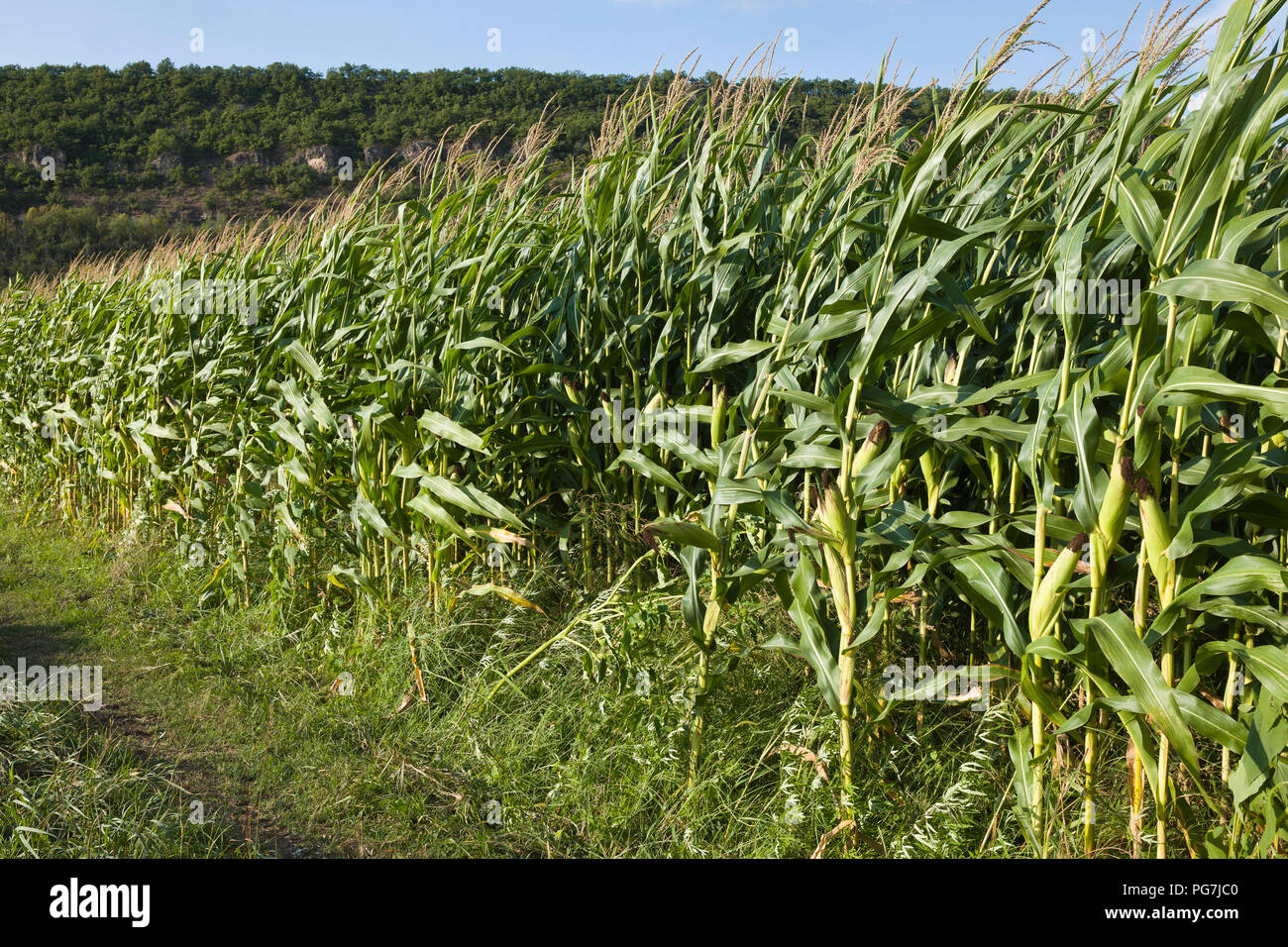 Maize growing wth irrigation in late summer during a drought in Lexos, part of the commune of  Varen, Tarn et Garonne, Occitanie, France ,Europe Stock Photo