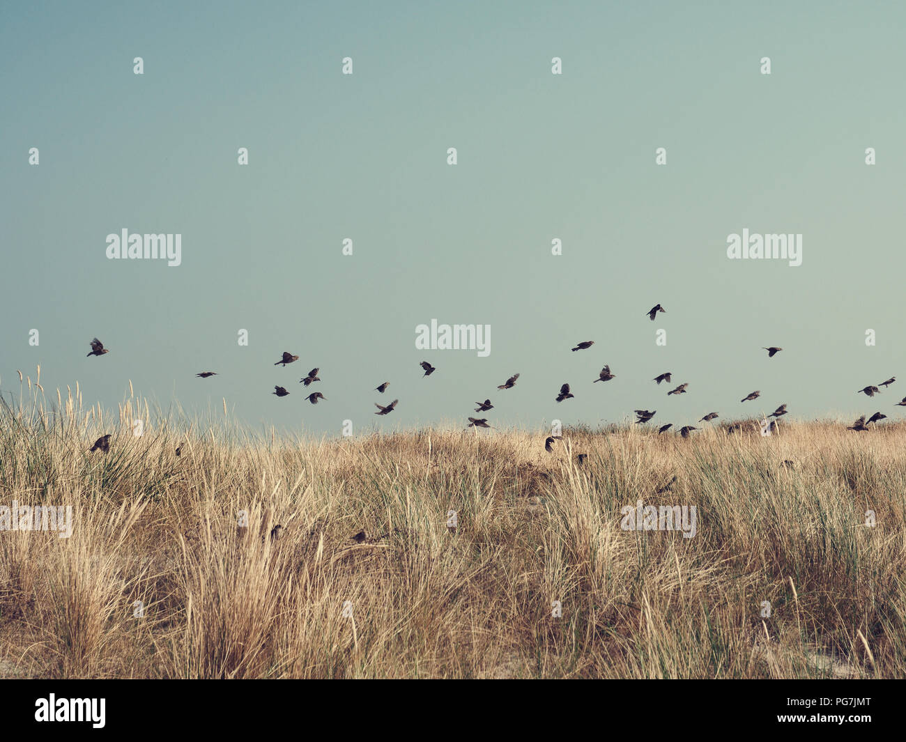 Flock Of Birds Beautiful Sparrows Over Dune Grass Baltic Sea