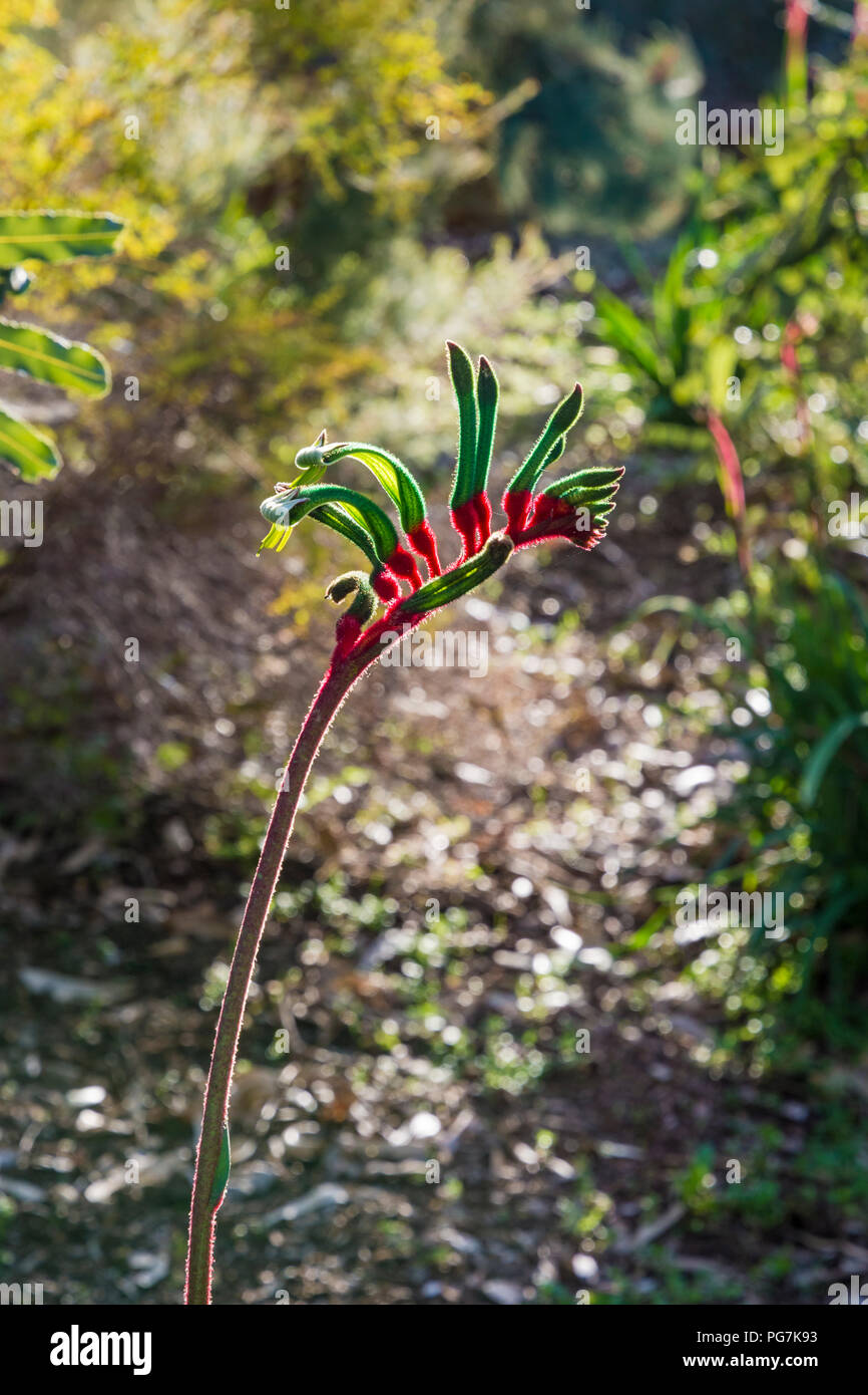 Back lit selective focus on a red and green Kangaroo Paw in Kings Park, Perth, Western Australia, Australia Stock Photo