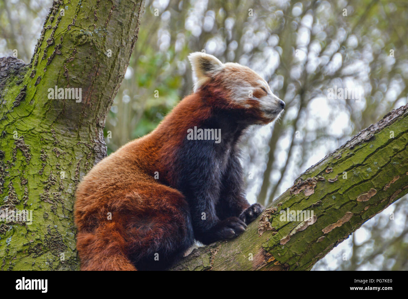The Red Panda At Artis Zoo Amsterdam The Netherlands 2018 Stock Photo