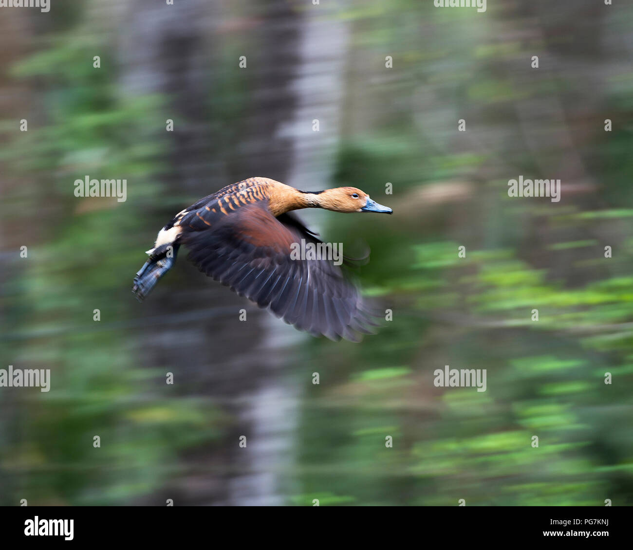 Duck bird hi-res stock photography and images - Alamy