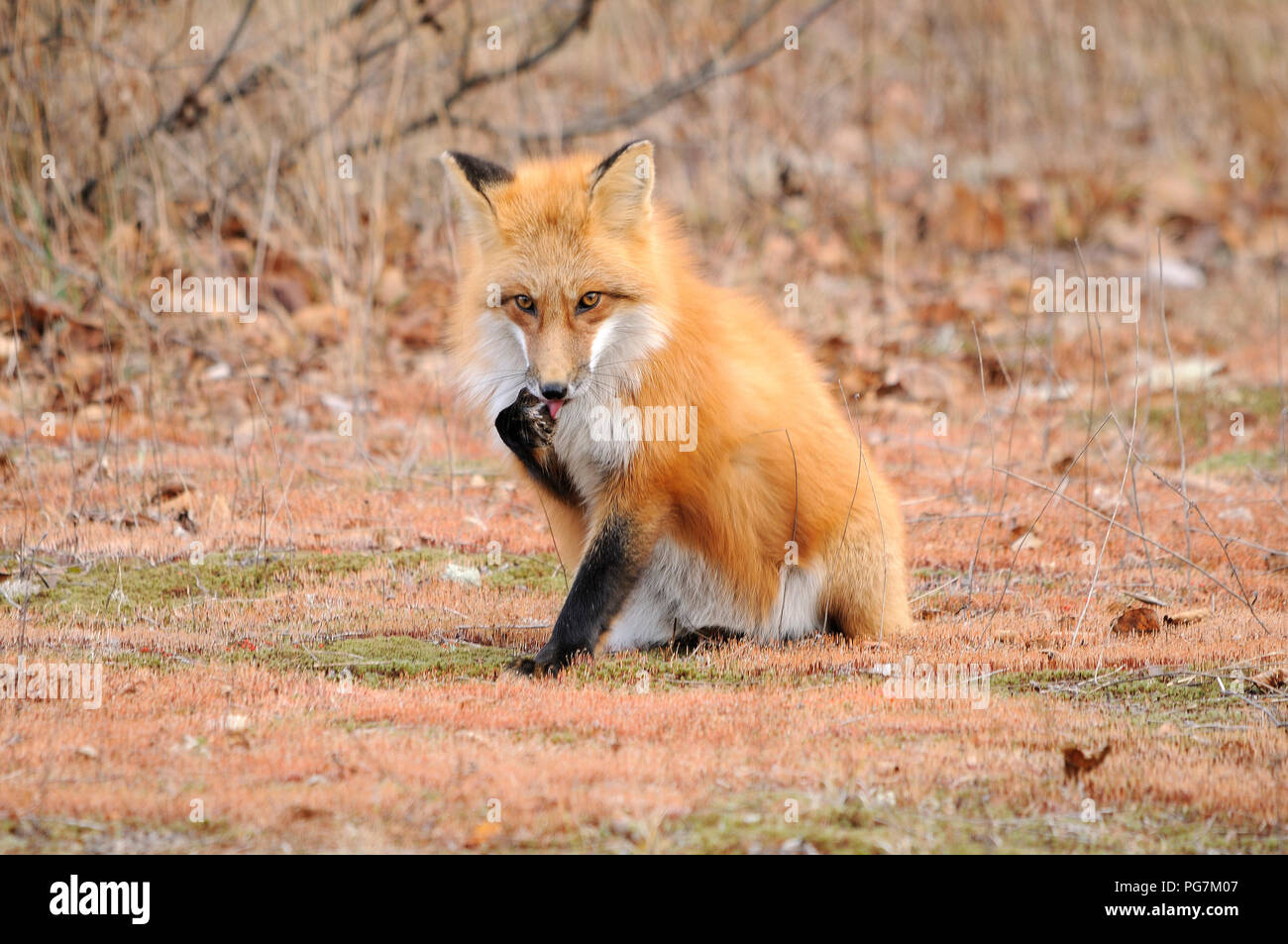 Fox Red fox animal in the forest sitting and licking its paw in its  surrounding and environment Stock Photo - Alamy