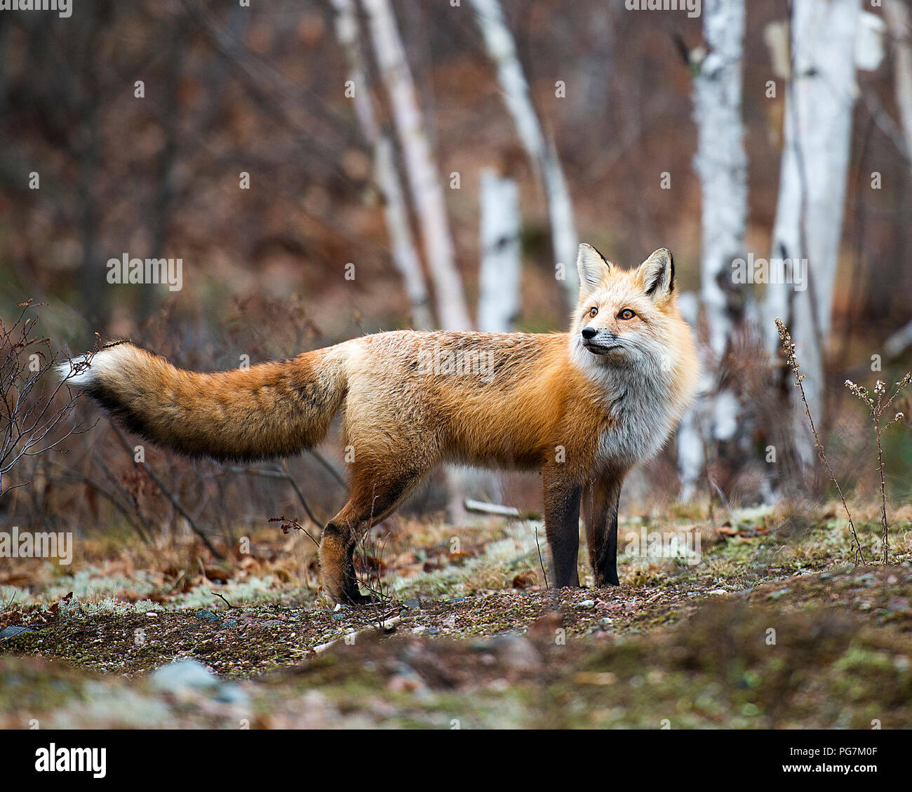 Fox Red Fox animal looking towards the sky in the forest with a background of birch trees in  its surrounding and environment. Stock Photo