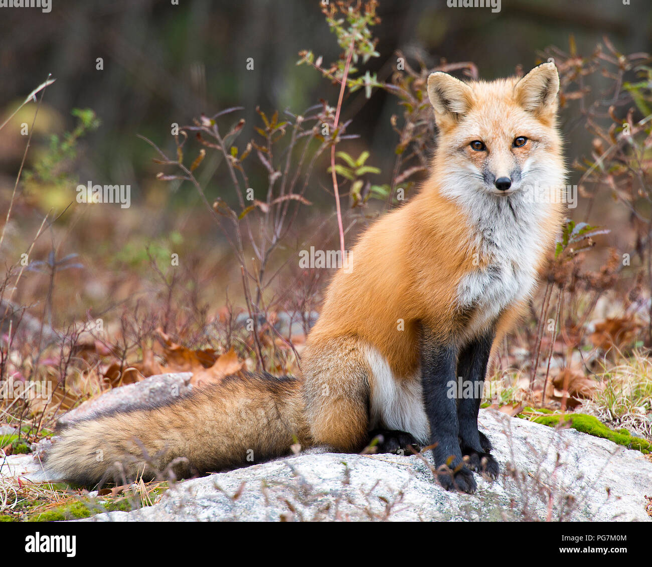 Fox Red Fox animal sitting on a rock in the forest exposing its fur, fluffy tail, head, ears, eye, nose, paws with a foliage background.. Stock Photo