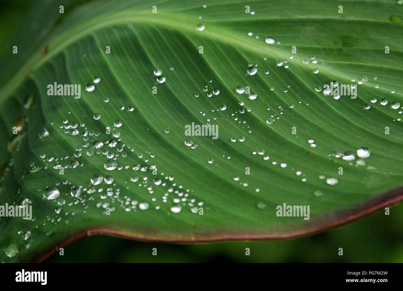 The dew on the green leaf of an unknown plant. Stock Photo