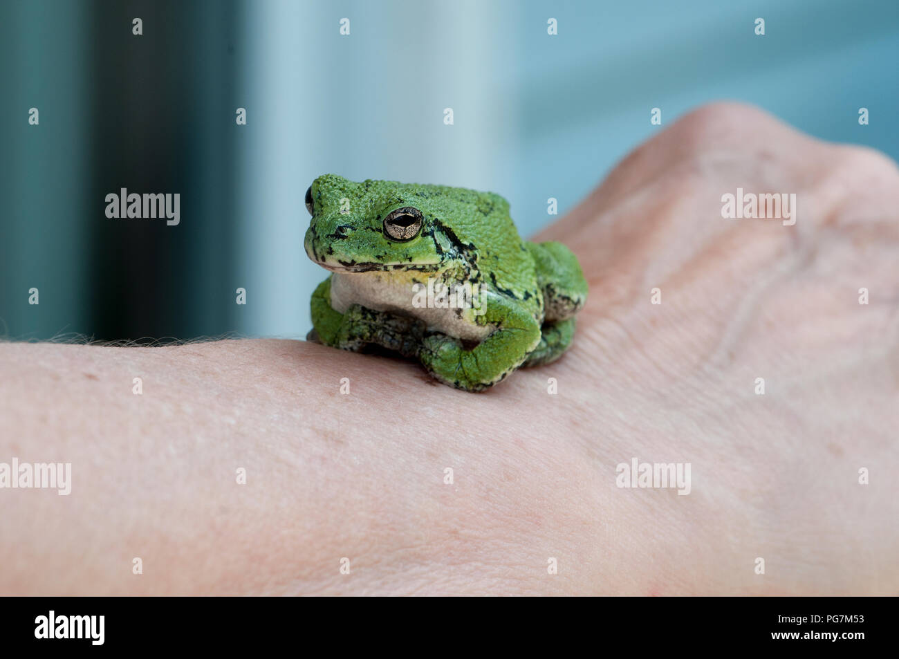 Frog on human hand hi-res stock photography and images - Alamy