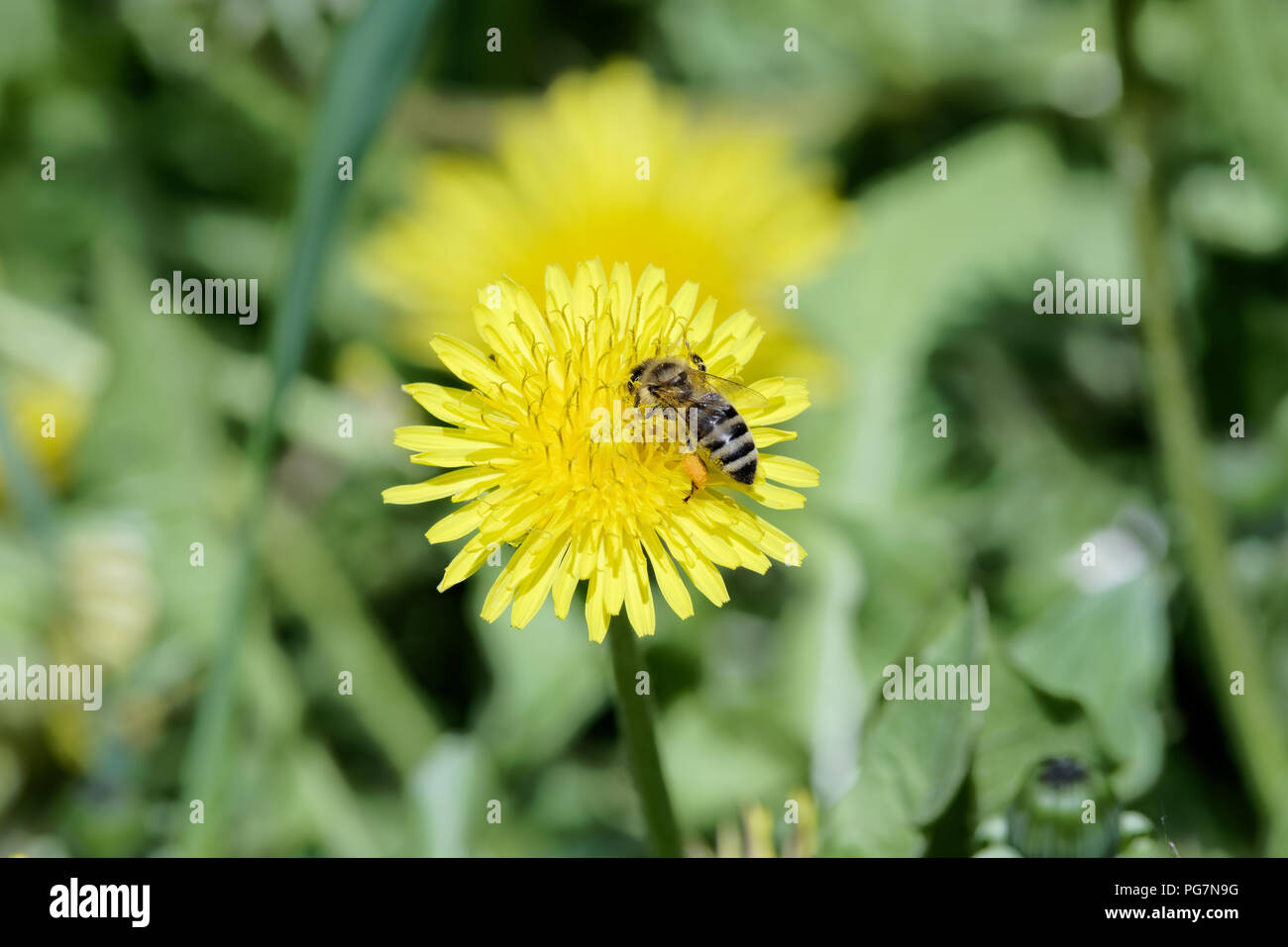 Closeup of single bee on yellow dandelion flower Stock Photo