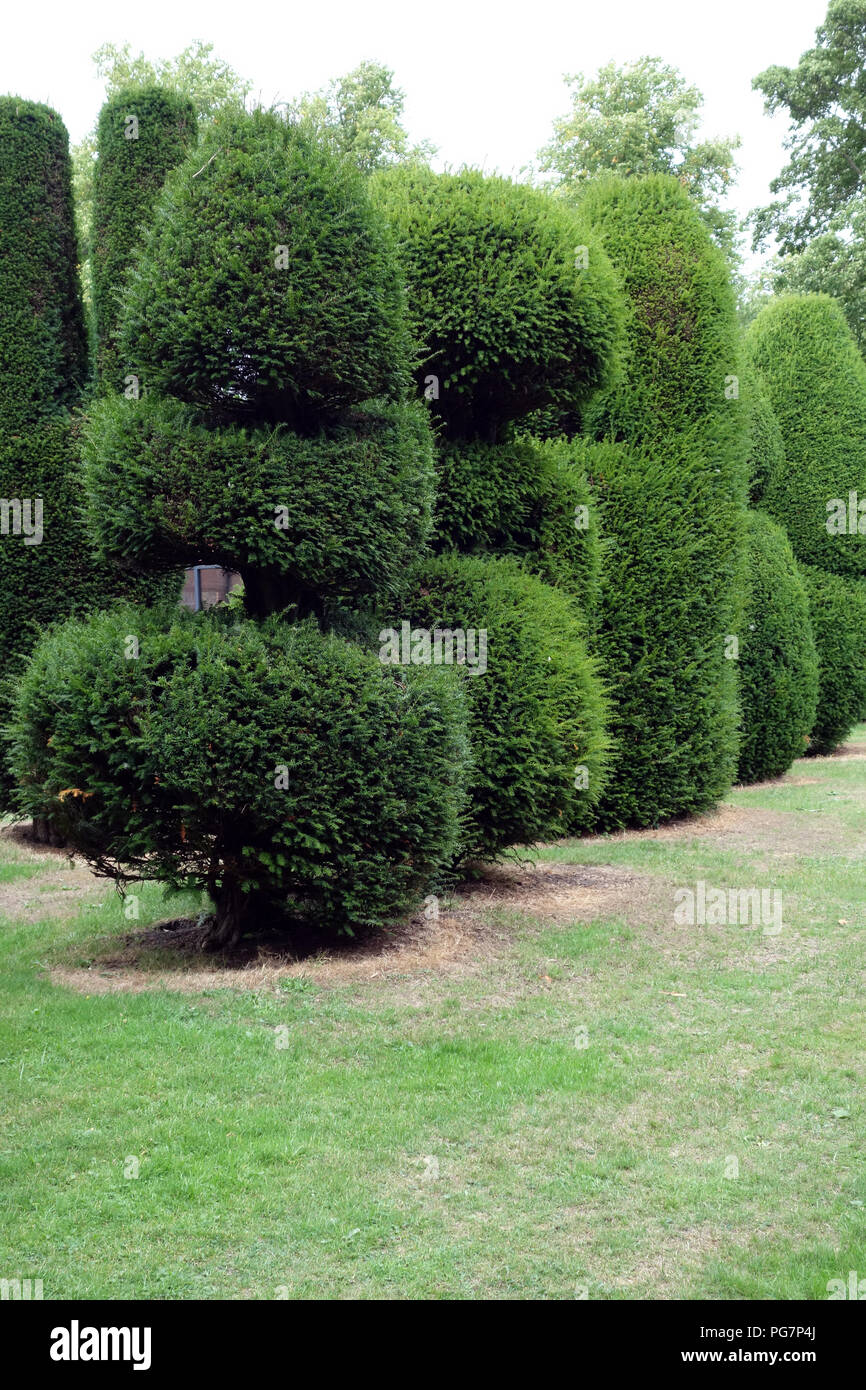 Country house garden Topiary. Perennial plants cut into shapes Stock Photo