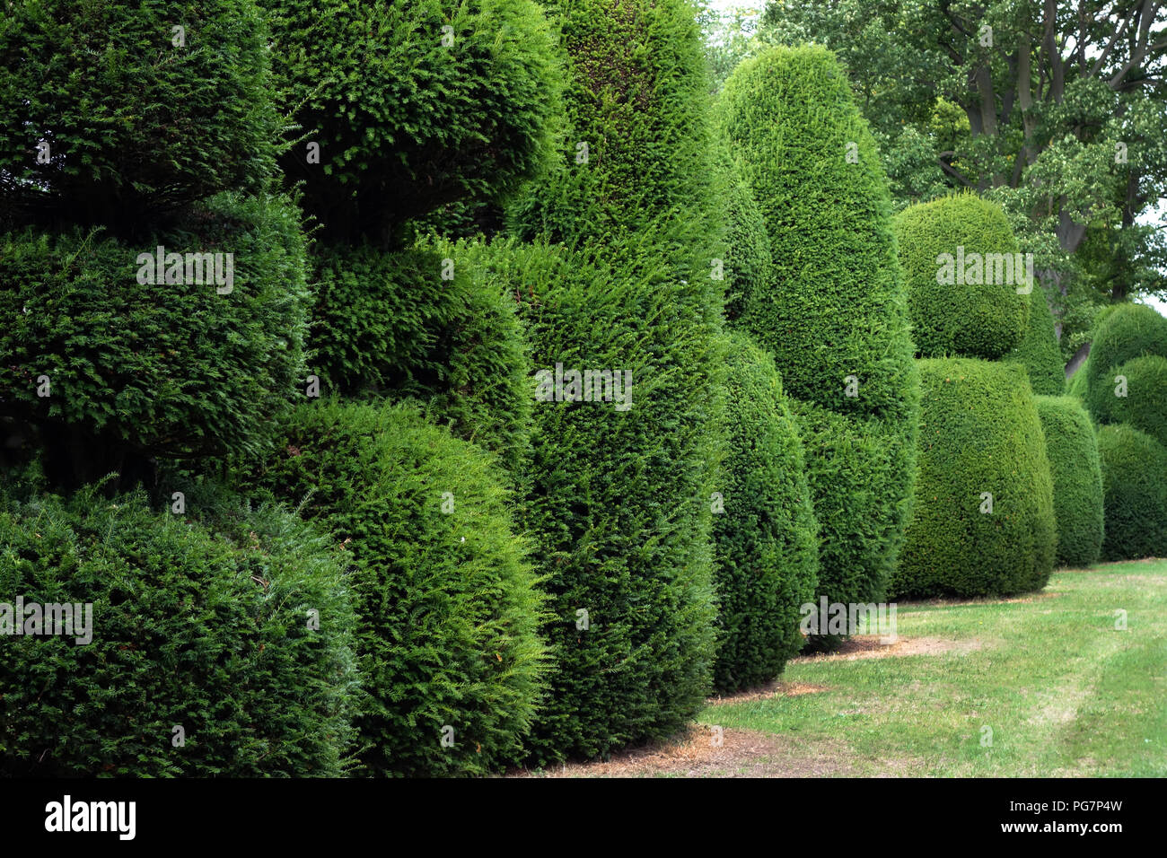 Hedge shrubs shrub perennials hires stock photography and images Alamy